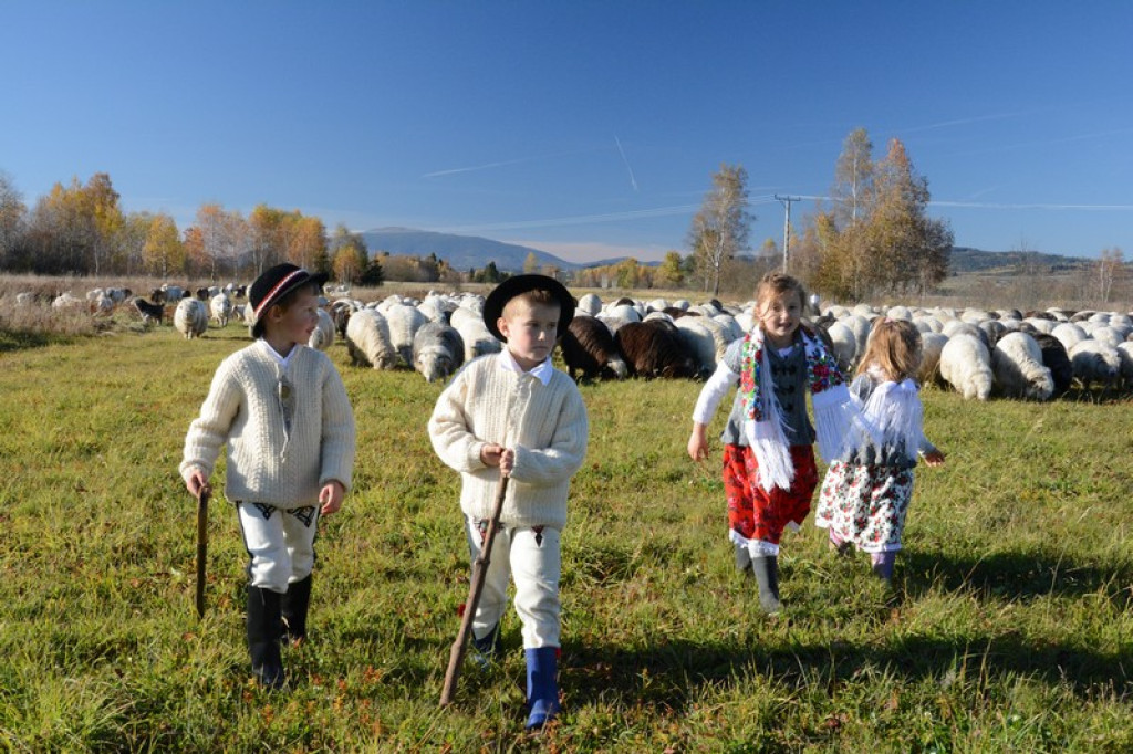 Owce Hyrczyków poszły do domu