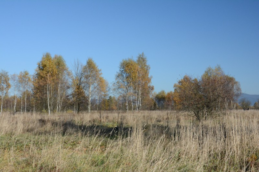 Jesień na torfowisku Baligówka
