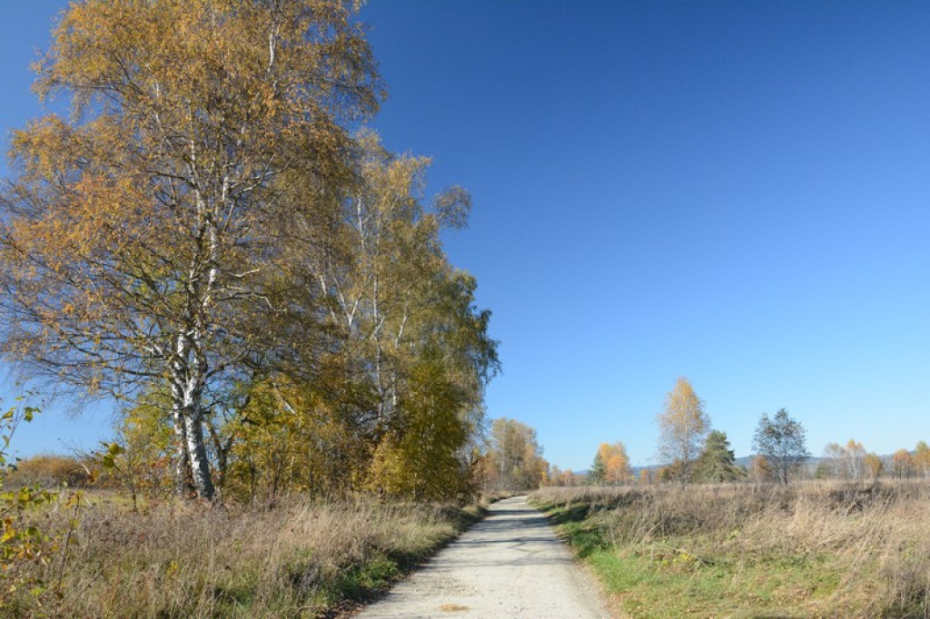 Jesień na torfowisku Baligówka