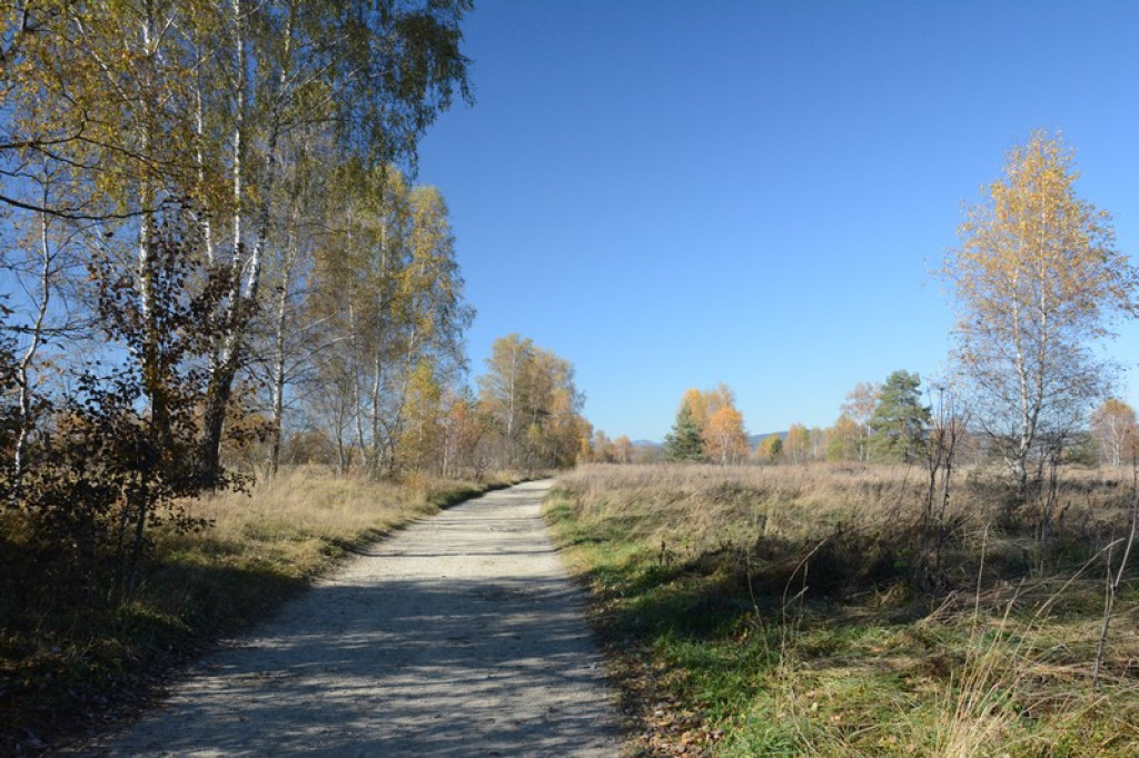 Jesień na torfowisku Baligówka