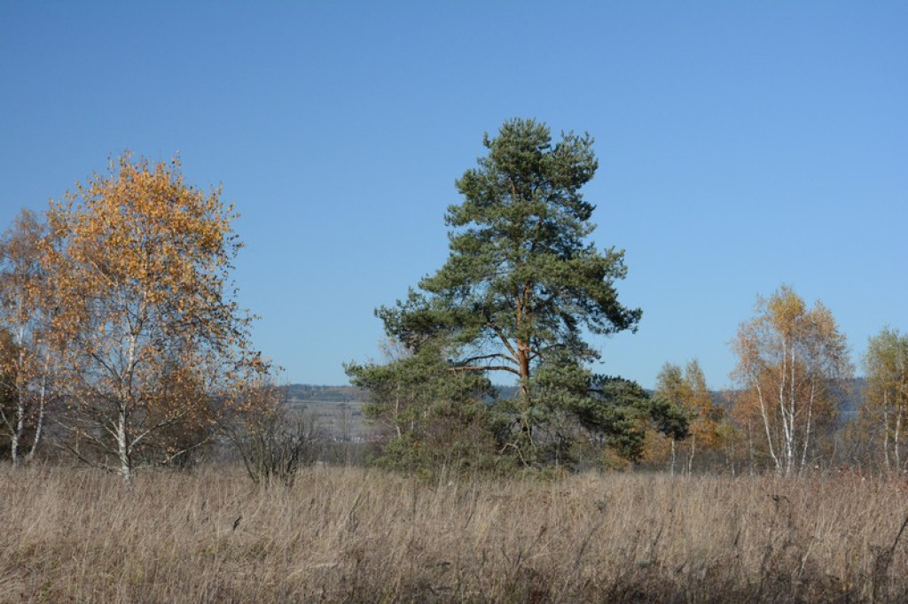 Jesień na torfowisku Baligówka