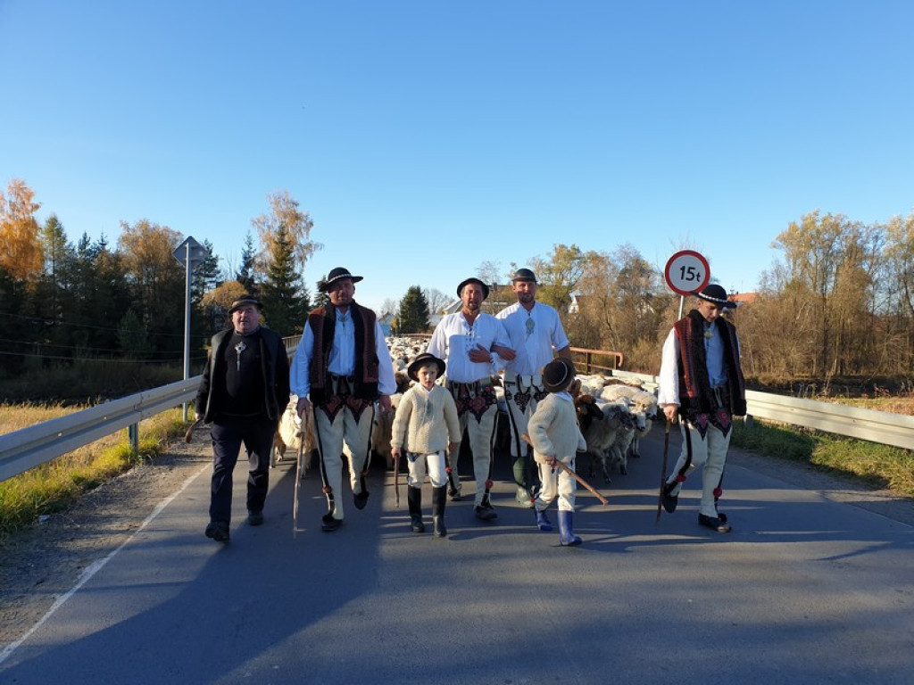 Owce Hyrczyków poszły do domu