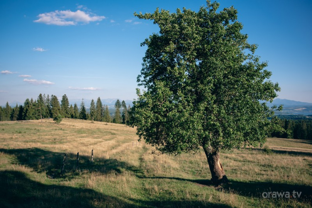 Rzeźbili świątki na Marysinej Polanie