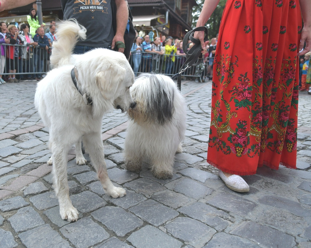 Barwny korowód festiwalowy