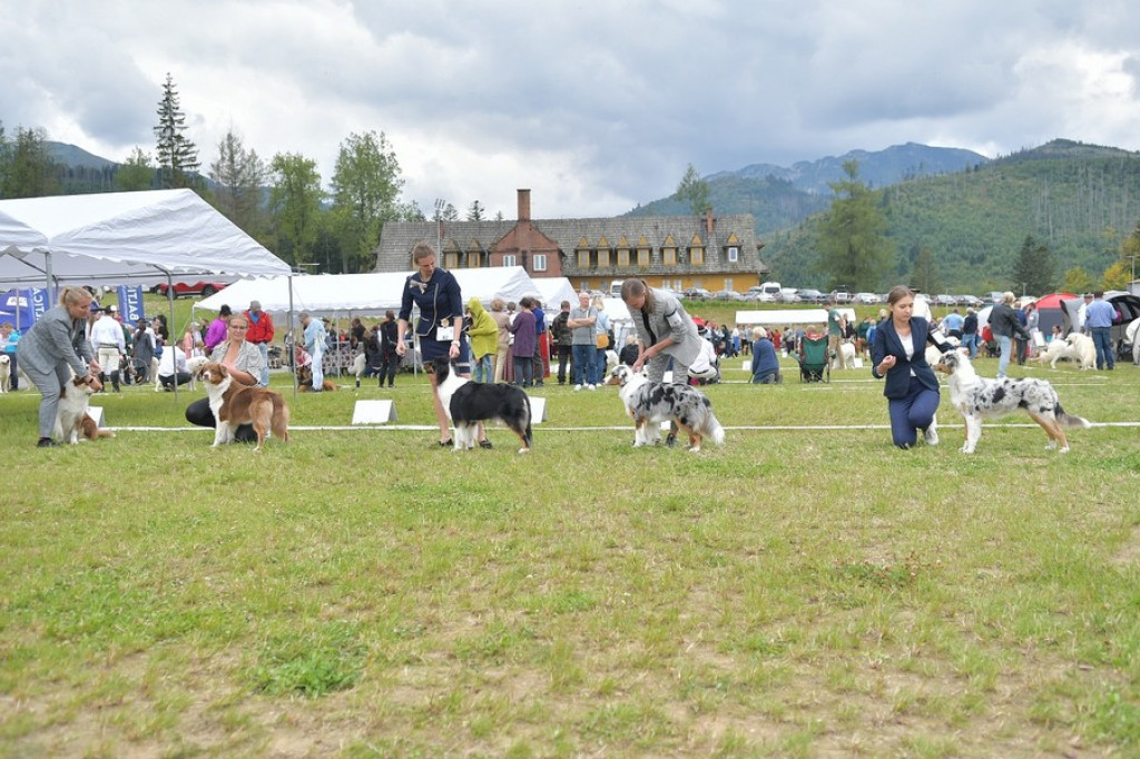 Międzynarodowa Wystawa Psów Rasowych Zakopane 2022