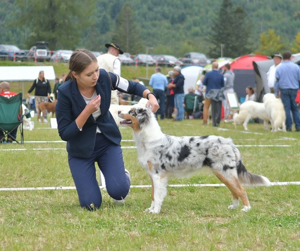 Międzynarodowa Wystawa Psów Rasowych Zakopane 2022