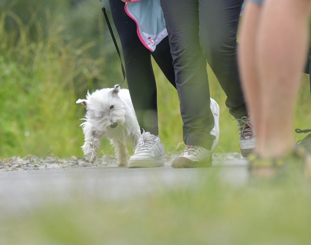 Międzynarodowa Wystawa Psów Rasowych Zakopane 2022