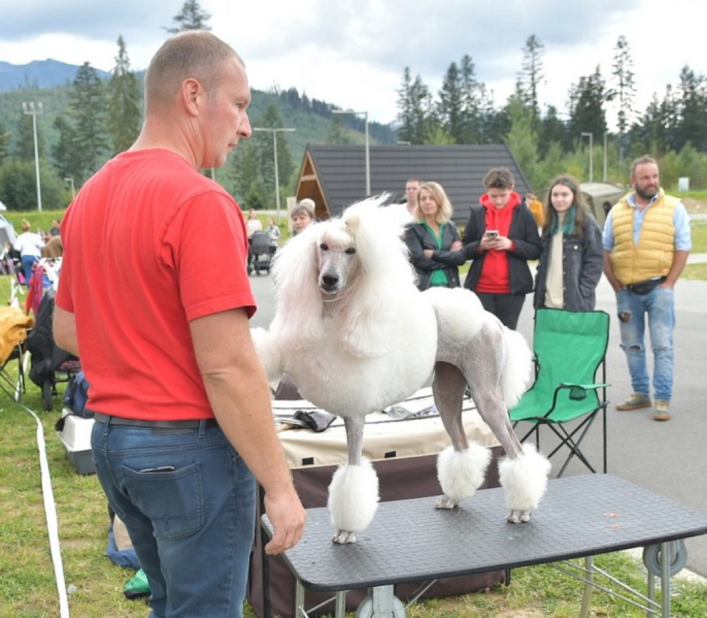 Międzynarodowa Wystawa Psów Rasowych Zakopane 2022