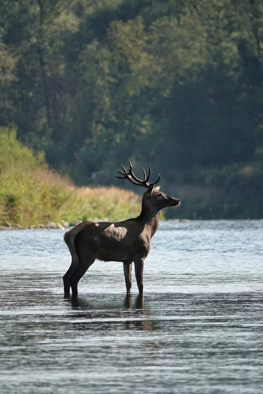 Daniel Urbaniak zagląda nad Dunajec