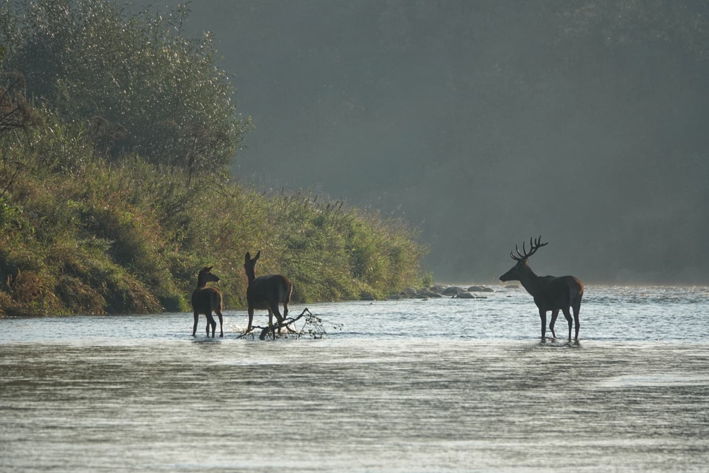 Daniel Urbaniak zagląda nad Dunajec