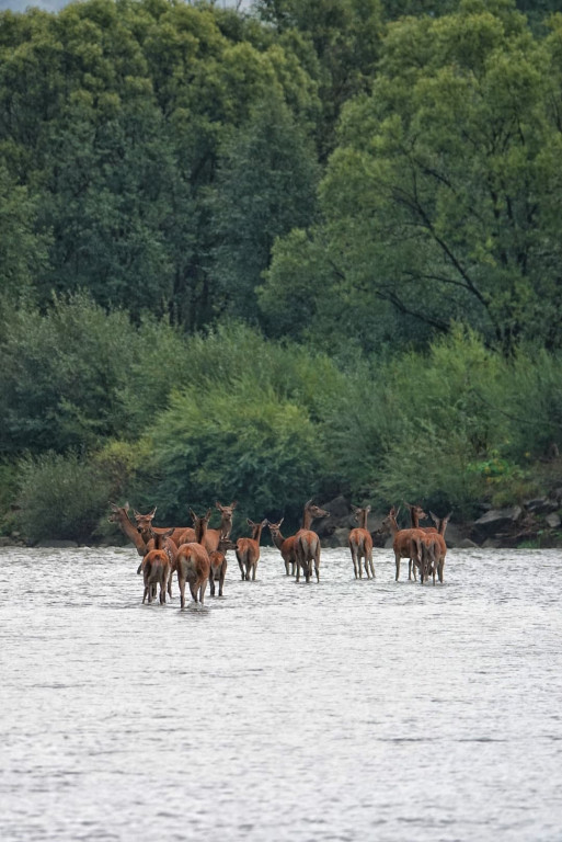 Daniel Urbaniak zagląda nad Dunajec