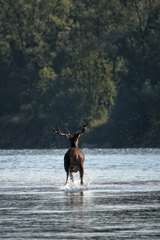 Daniel Urbaniak zagląda nad Dunajec