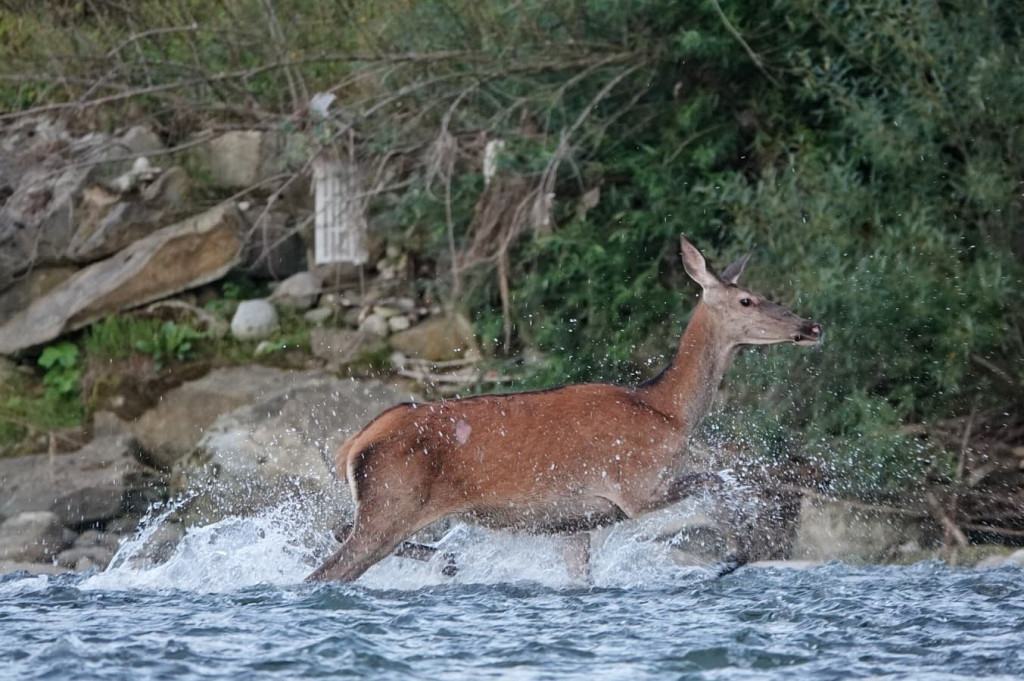 Daniel Urbaniak zagląda nad Dunajec