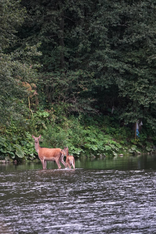 Daniel Urbaniak zagląda nad Dunajec
