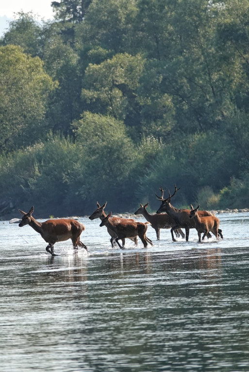 Daniel Urbaniak zagląda nad Dunajec