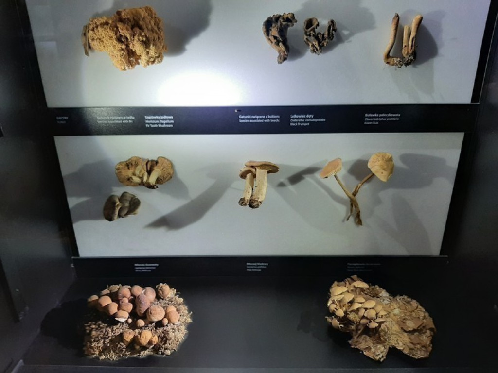Muzeum Tatrzańskie, zaglądamy do gmachu głównego