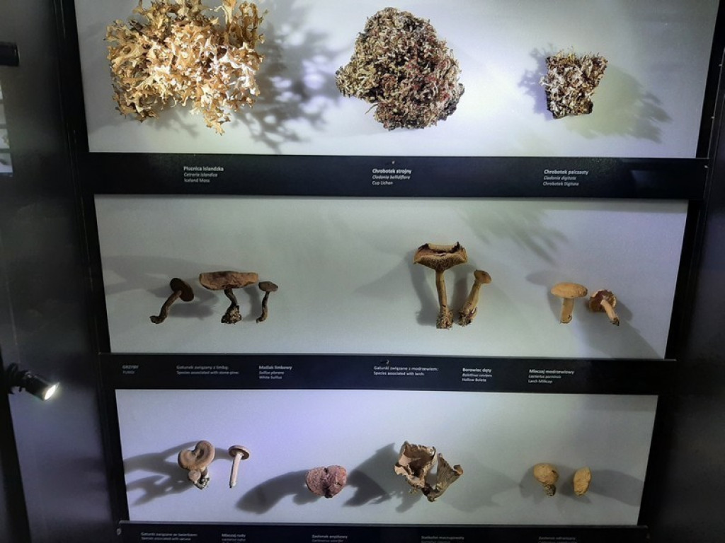 Muzeum Tatrzańskie, zaglądamy do gmachu głównego