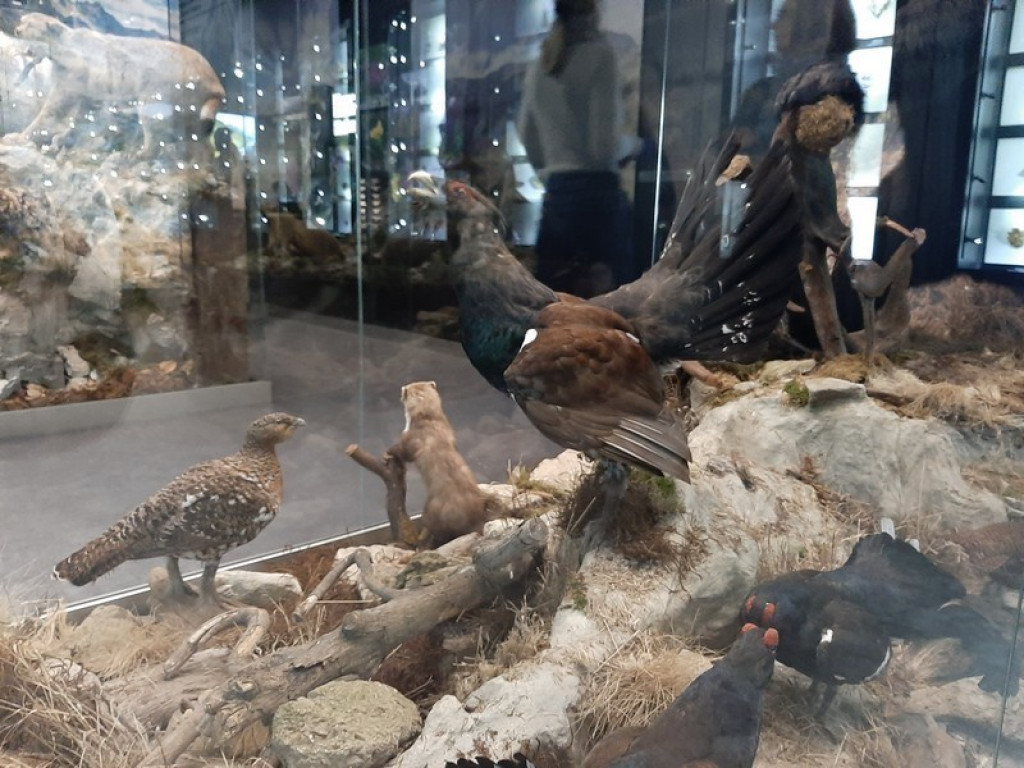 Muzeum Tatrzańskie, zaglądamy do gmachu głównego