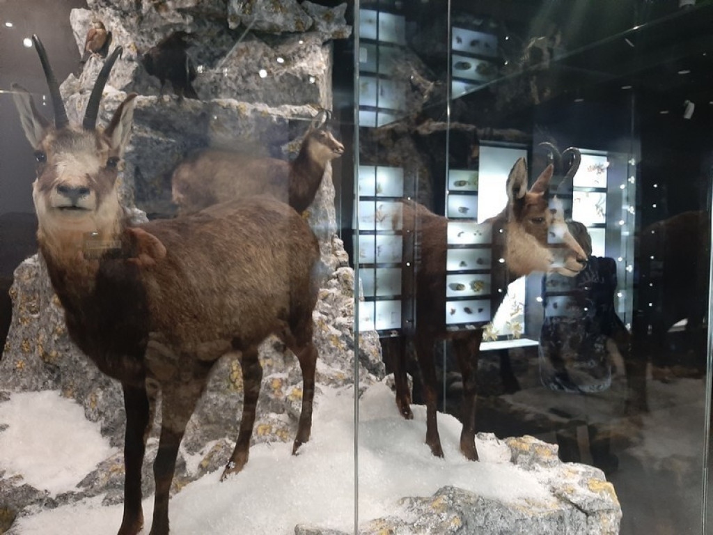 Muzeum Tatrzańskie, zaglądamy do gmachu głównego
