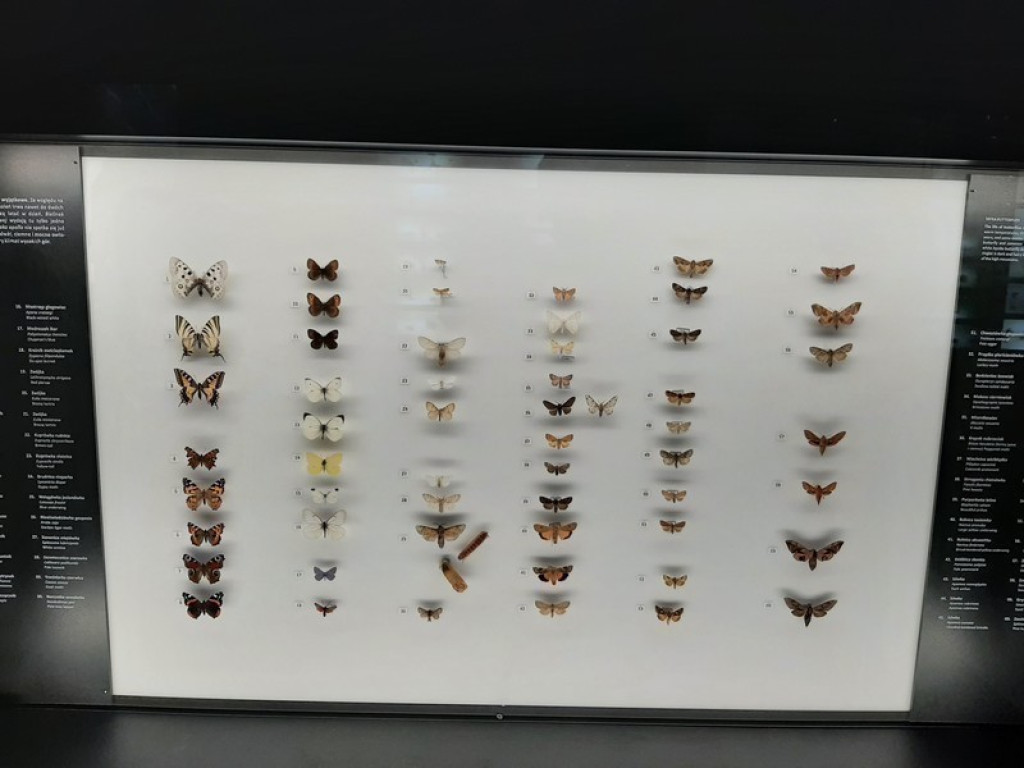 Muzeum Tatrzańskie, zaglądamy do gmachu głównego