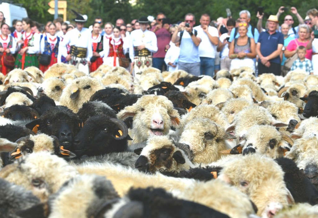 Polaniarski osod w Kościelisku