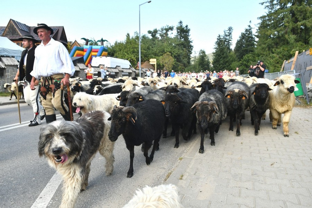 Polaniarski osod w Kościelisku