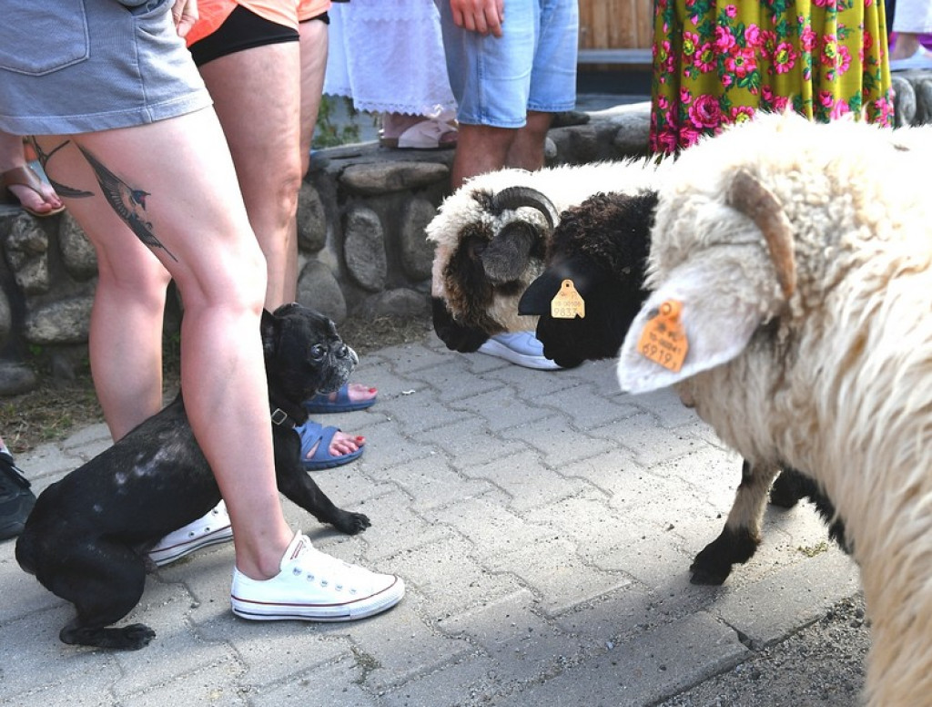 Polaniarski osod w Kościelisku