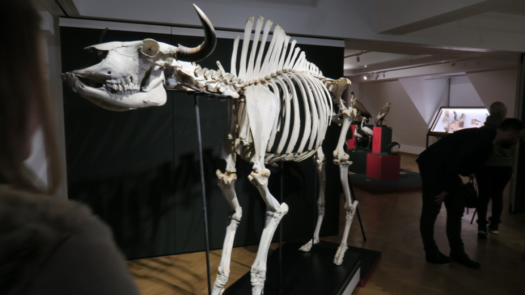 Tatrzańskie Yeti