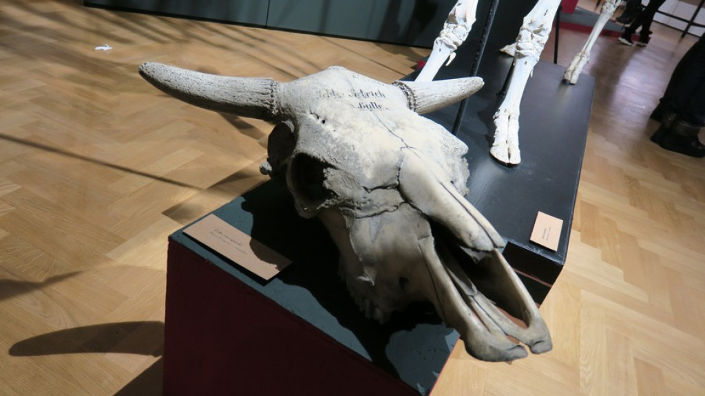 Tatrzańskie Yeti