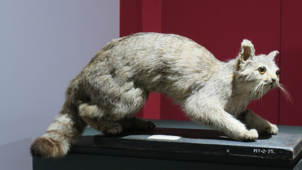Tatrzańskie Yeti