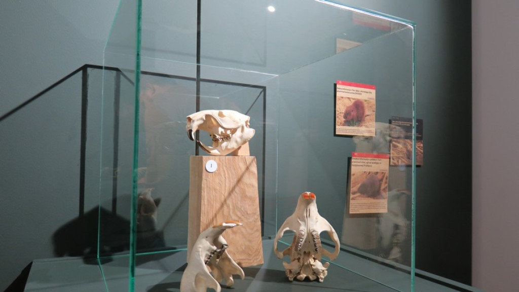 Tatrzańskie Yeti