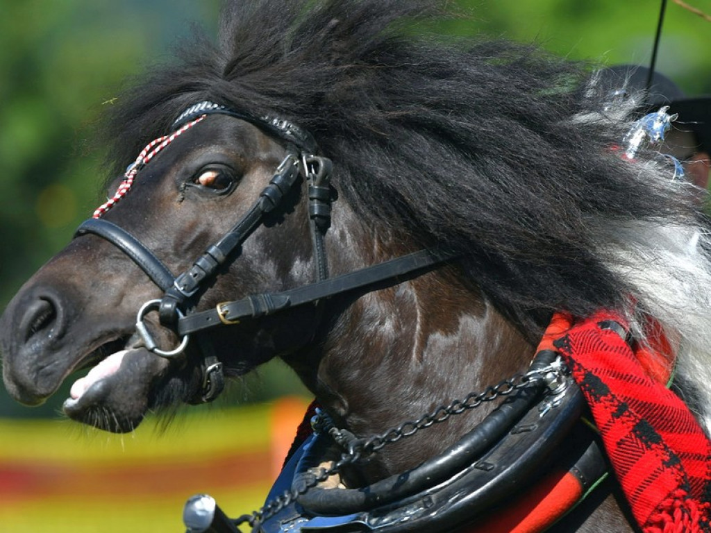 Mistrzostwa Podhala w Powożeniu i Fiakier Roku 2024