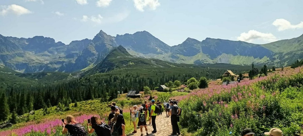 Fioletowo na Hali Gąsienicowej