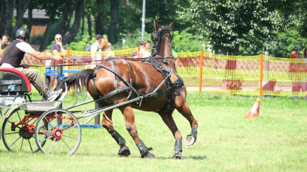 Mistrzostwa Podhala w powożeniu