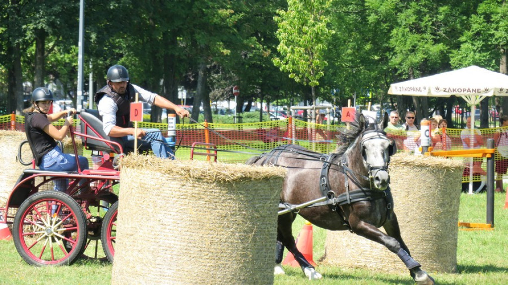 Mistrzostwa Podhala w powożeniu