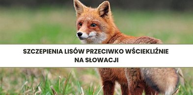 Szczepienia lisów przeciwko wściekliźnie na Słowacji
