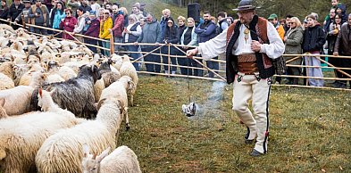 Baca Buczek kolejny raz wyprowadził owce na hale (WIDEO)