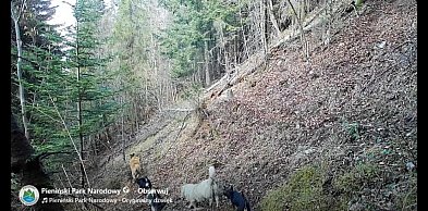 To nie jest "niewinna zabawa psów" (WIDEO)