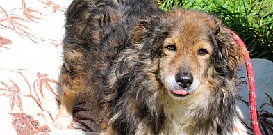 Psy z nowotarskiego schroniska czekają na adopcję - daj im nowy dom