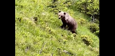 Spotkanie z niedźwiedziem pod Nosalem (WIDEO)