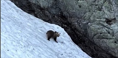 Niedźwiedź wspinał się na Rysy. Zaczął się zsuwać po śniegu (WIDEO)