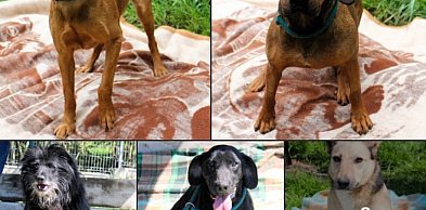 Zakopane szuka domów dla psów. Apel o adopcję po zamknięciu schroniska