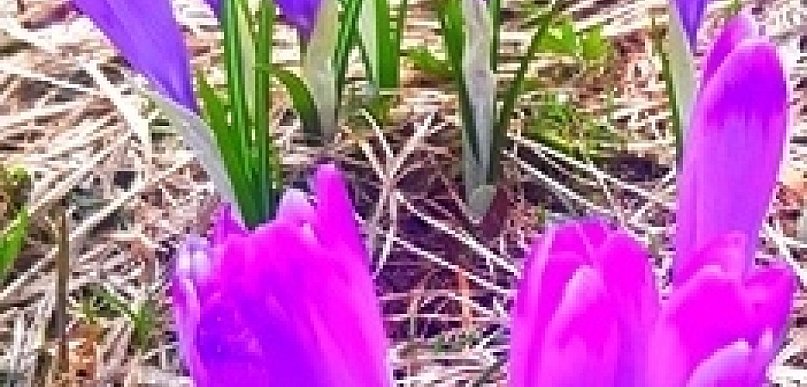 „Hokus krokus” – gra w deptanego
