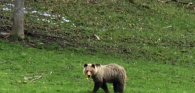 Niedźwiedź zderzył się z samochodem i uciekł. Może być niebezpieczny