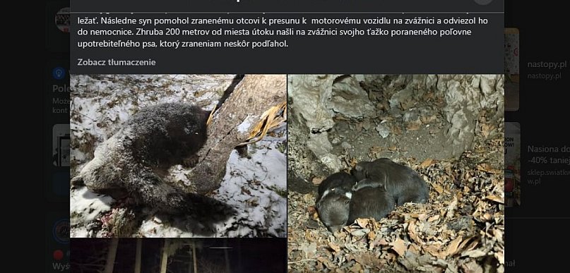 Karmiąca niedźwiedzica została zastrzelona na Słowacji