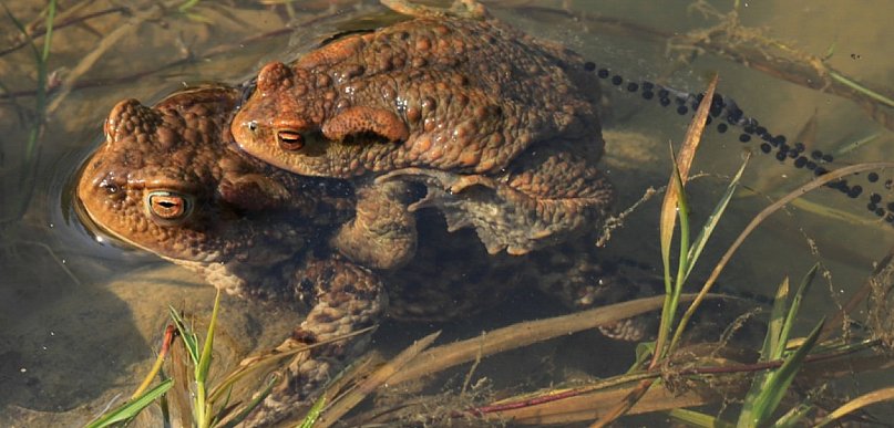 Rozpoczął się okres godów u płazów