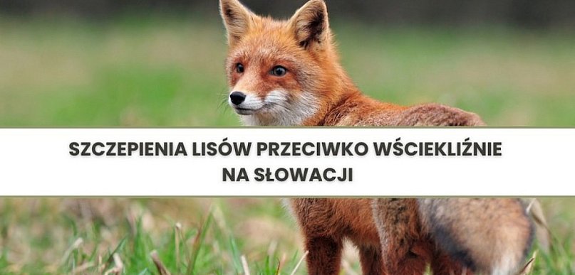 Szczepienia lisów przeciwko wściekliźnie na Słowacji