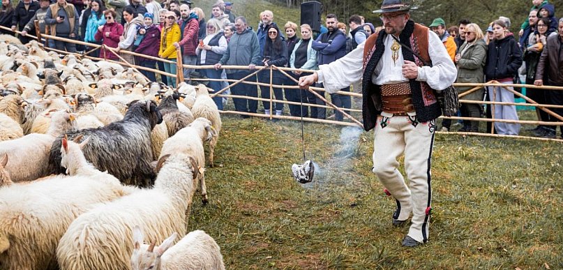 Baca Buczek kolejny raz wyprowadził owce na hale (WIDEO)